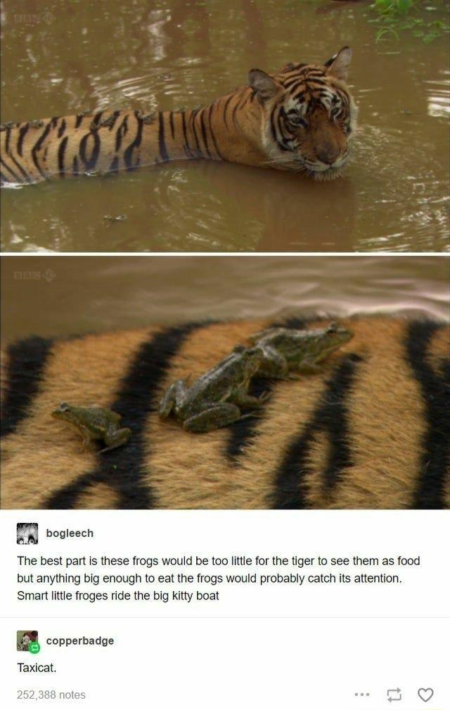 m bogleech The best part is these frogs would be too little for the tiger to see them as food but anything big enough to eat the frogs would probably catch its attention Smart little froges ride the big Kitty boat copperbadge