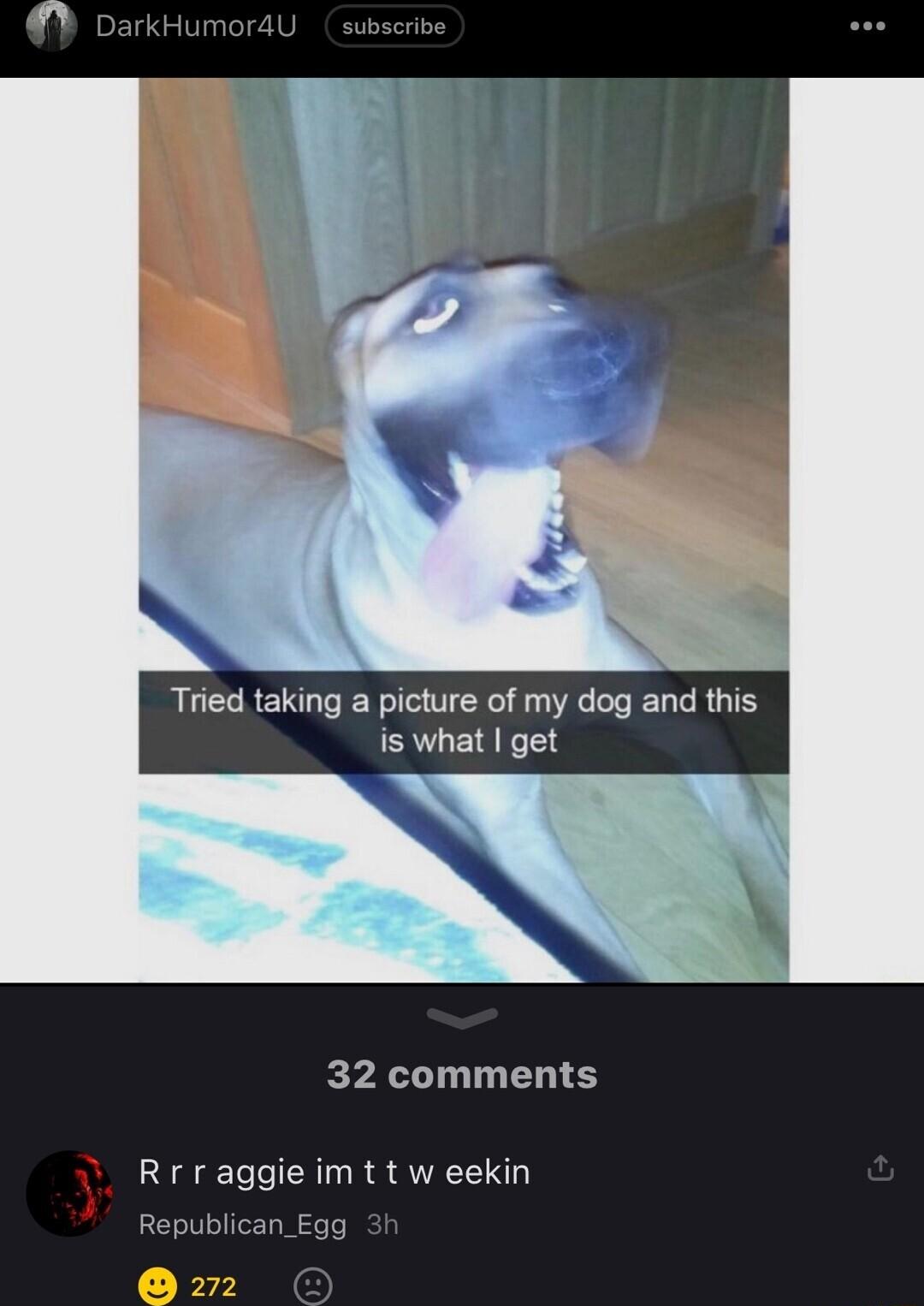 Tried taking a picture of my dog and this is what get 32 comments Rrraggie im t t w eekin