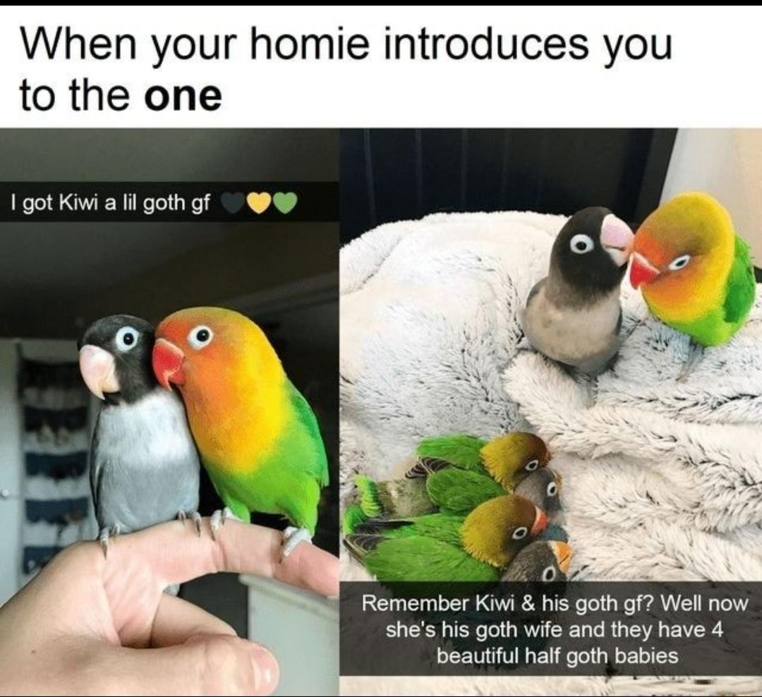 When your homie introduces you to the one got Kiwi a lil gothgf Tt D8 Remember Kiwi his goth gf Well now S XN TEW o Tol V W TaTo R g 5 VA g AV PEEWGTIGEL felol N oI