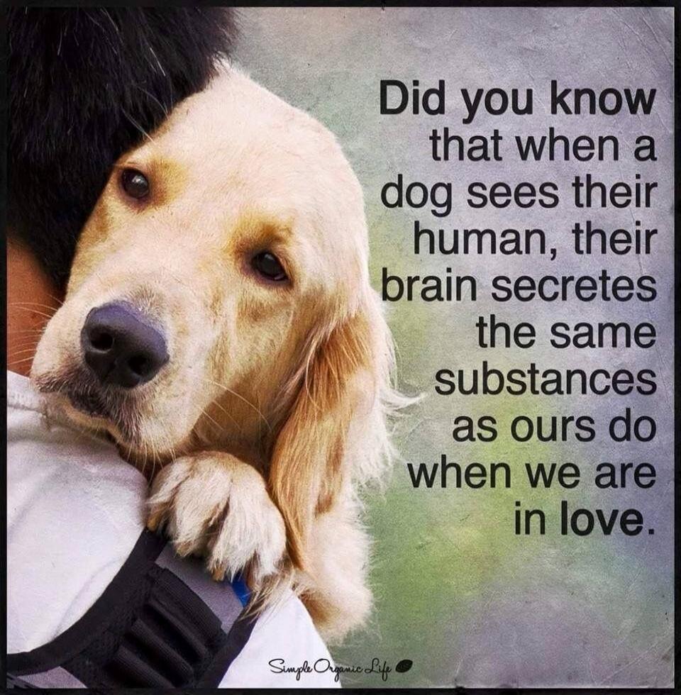 Did you know that when a dog sees their human, their brain secretes the same substances as ours do when we are in love. Simple Organic Life