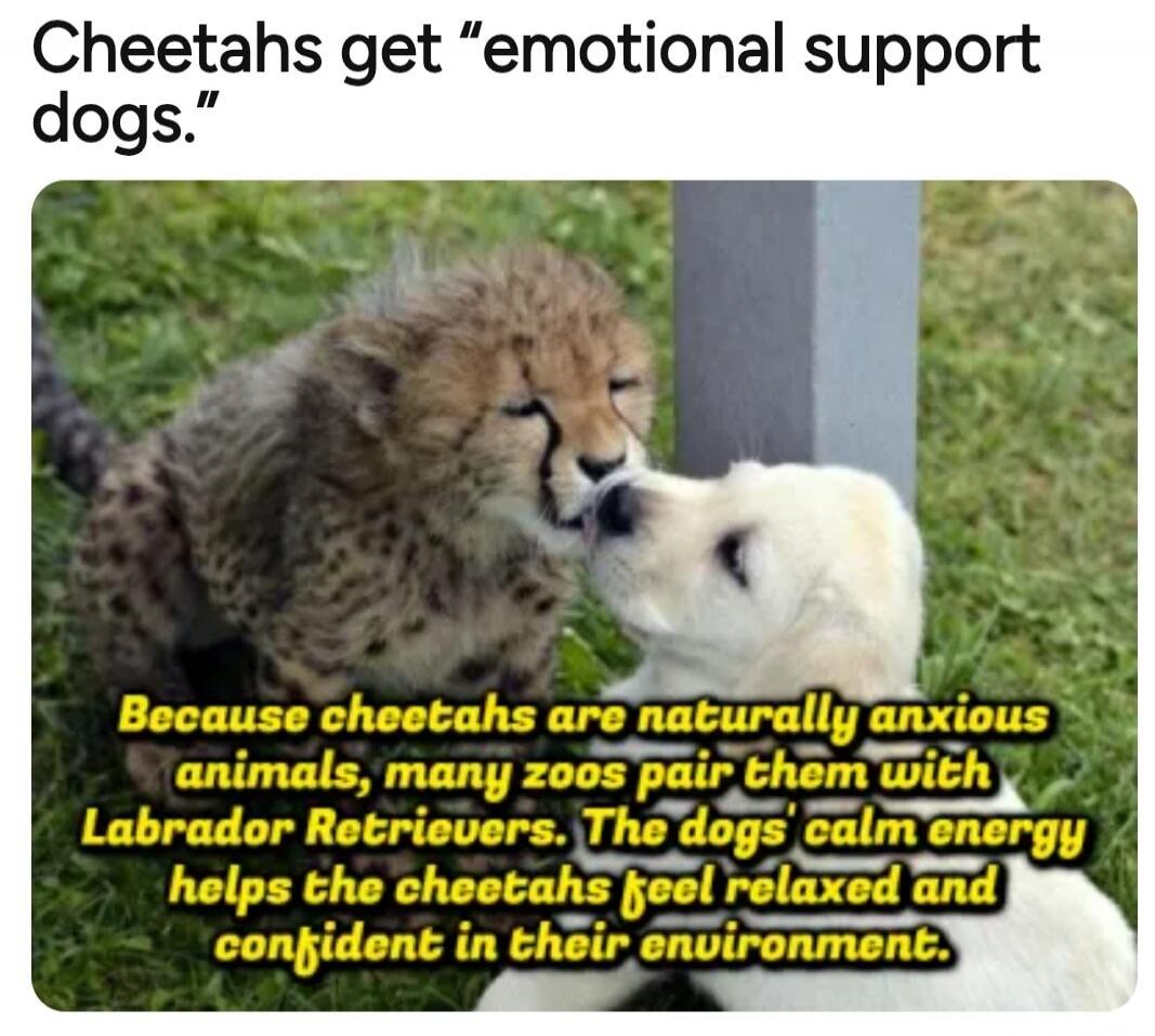 Cheetahs get 