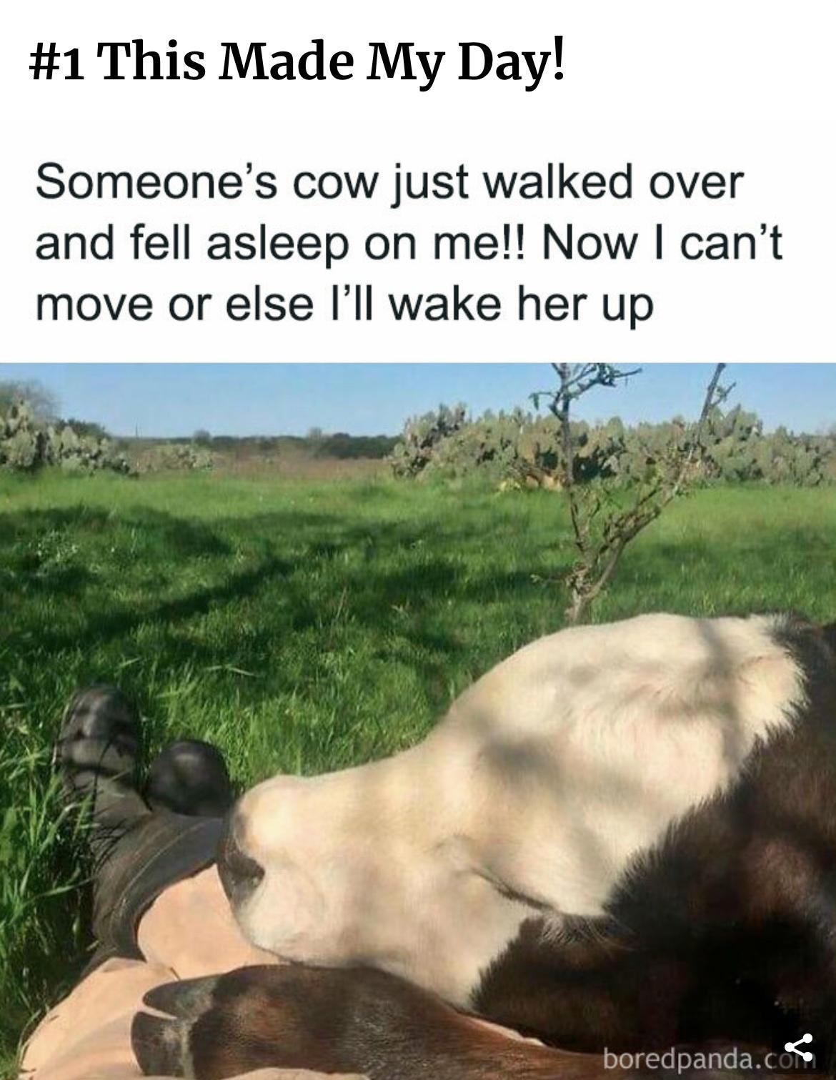 1 This Made My Day Someones cow just walked over and fell asleep on me Now cant move or else Ill wake her up