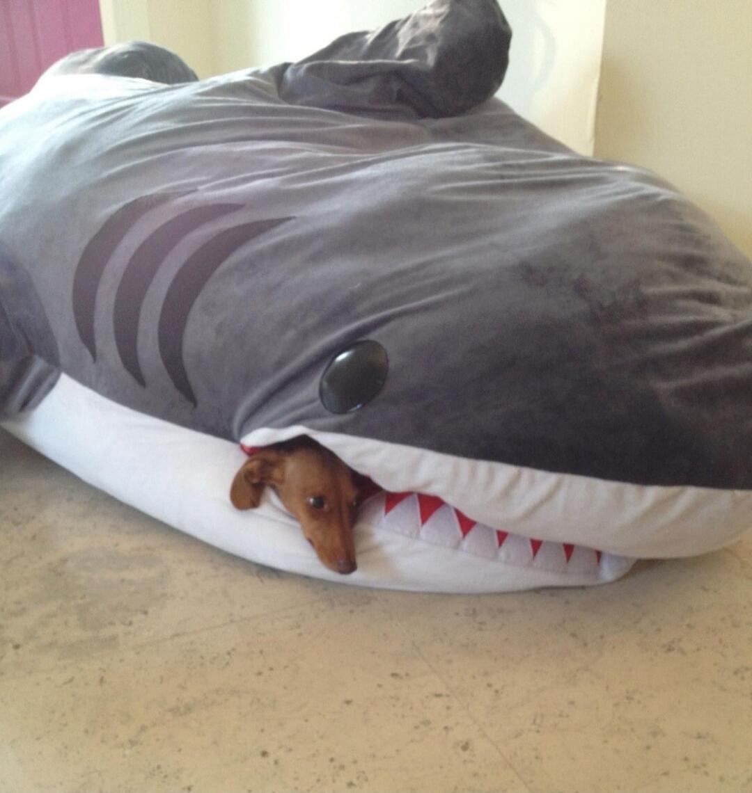 A small dog peeking out of a large inflatable shark costume.
