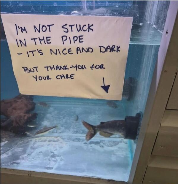 I'M NOT STUCK IN THE PIPE - IT'S NICE AND DARK BUT THANK-YOU FOR YOUR CARE