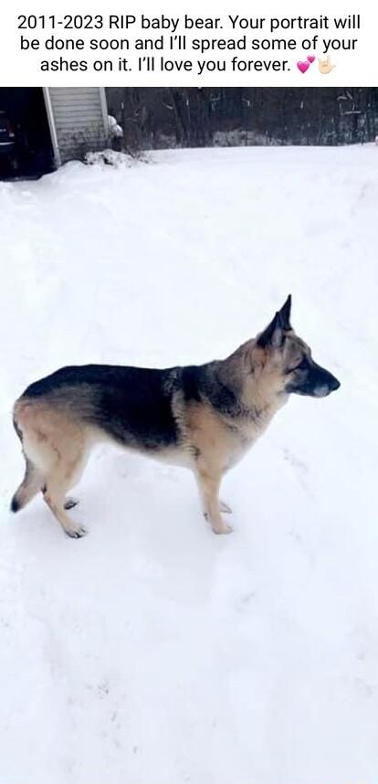 2011 2023 RIP baby bear Your portrait will be done soon and Ill spread some of your ashes on it Ill love you forever