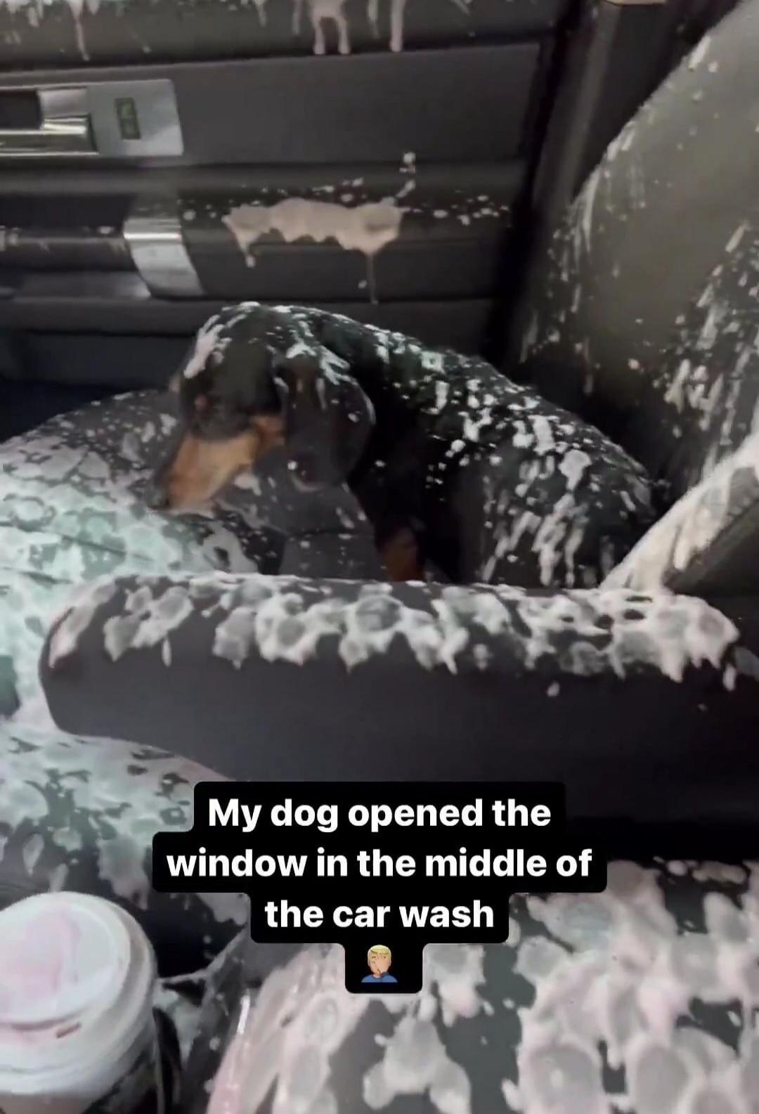 My dog opened the window in the middle of the car wash