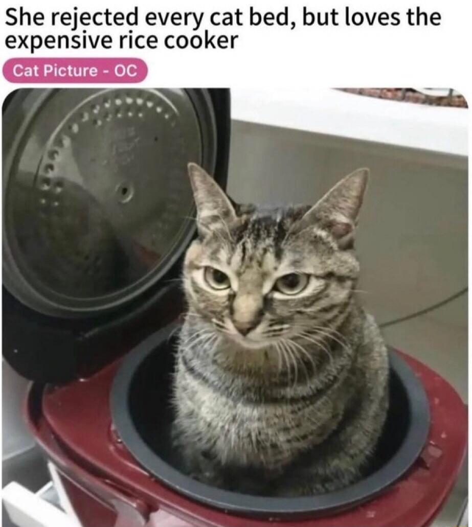 She rejected every cat bed, but loves the expensive rice cooker Cat Picture - OC