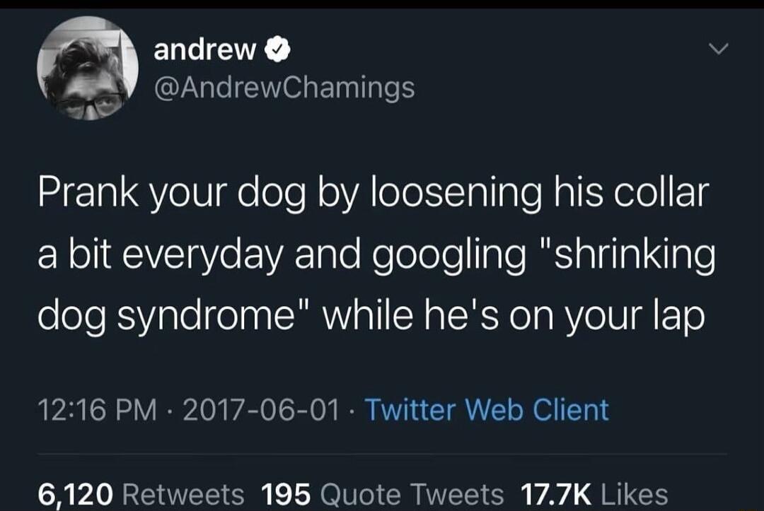 andrew s RY AndrewChamings e Prank your dog by loosening his collar ERo I QIVETVo R Tale Nelolole TaTe RSTalalalqlaTe dog syndrome while hes on your lap 1216 PM 2017 06 01 Twitter Web Client 6120 Retweets 195 Quote Tweets 177K Likes