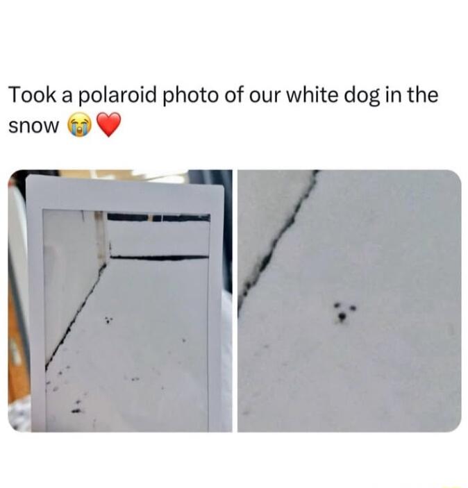 Took a polaroid photo of our white dog in the snow