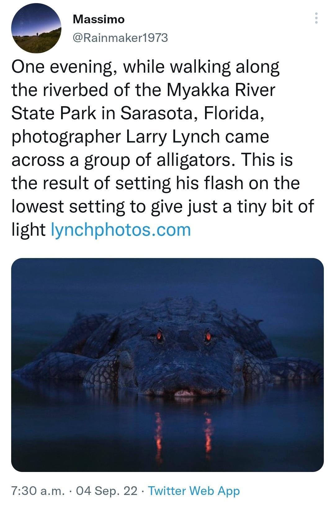 Massimo Rainmaker1973 One evening while walking along the riverbed of the Myakka River State Park in Sarasota Florida photographer Larry Lynch came across a group of alligators This is the result of setting his flash on the lowest setting to give just a tiny bit of light lynchphotoscom 730 am 04 Sep 22 Tw