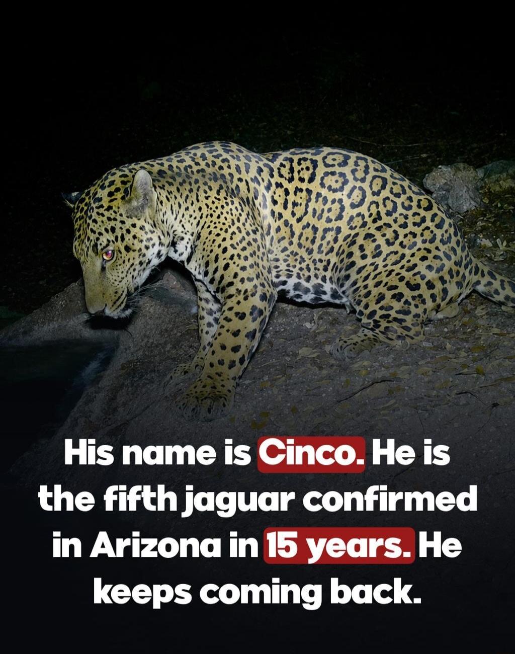 His name is Cinco. He is the fifth jaguar confirmed in Arizona in 15 years. He keeps coming back.