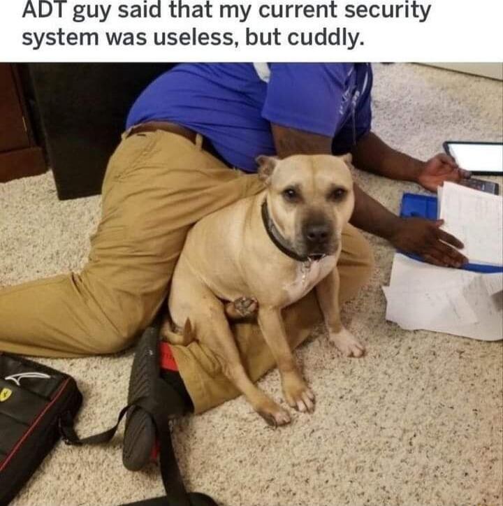 ADT guy said that my current security system was useless but cuddly