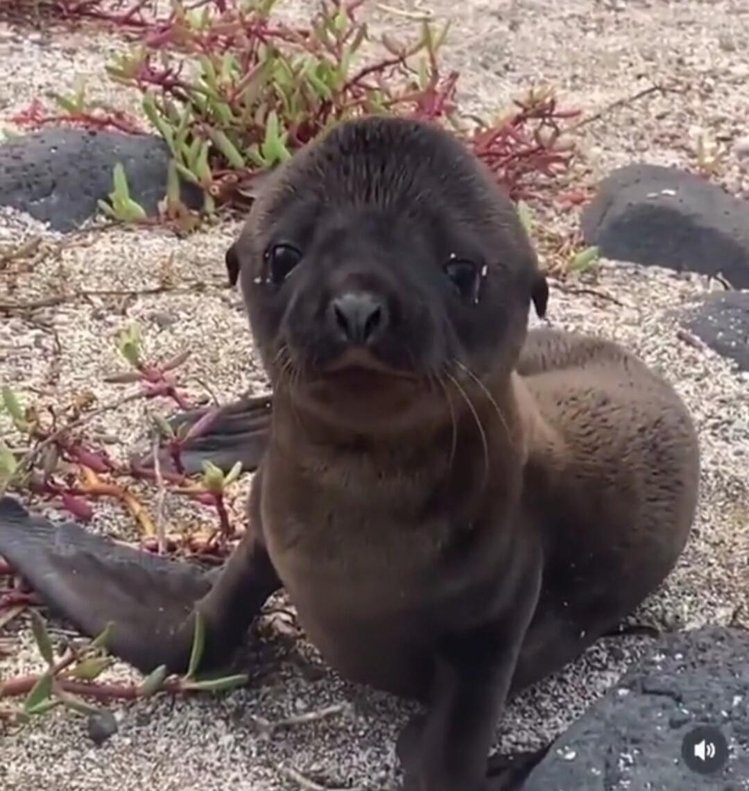 A baby seal pup sitting on a sandy, rocky beach.