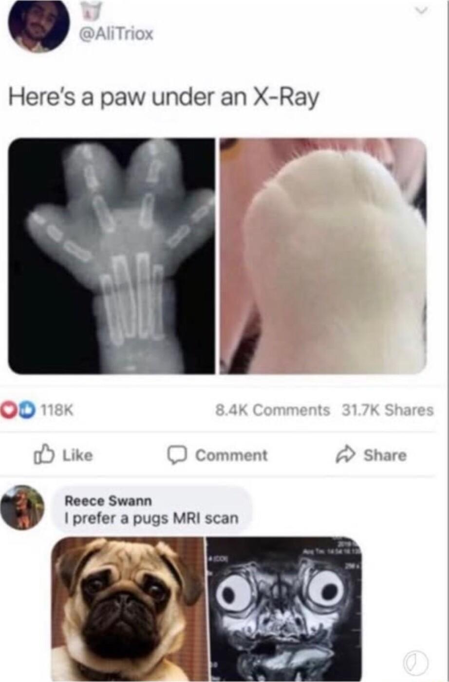Heres a paw under an X Ray Reece Swann 1 prefer a pugs MRI scan