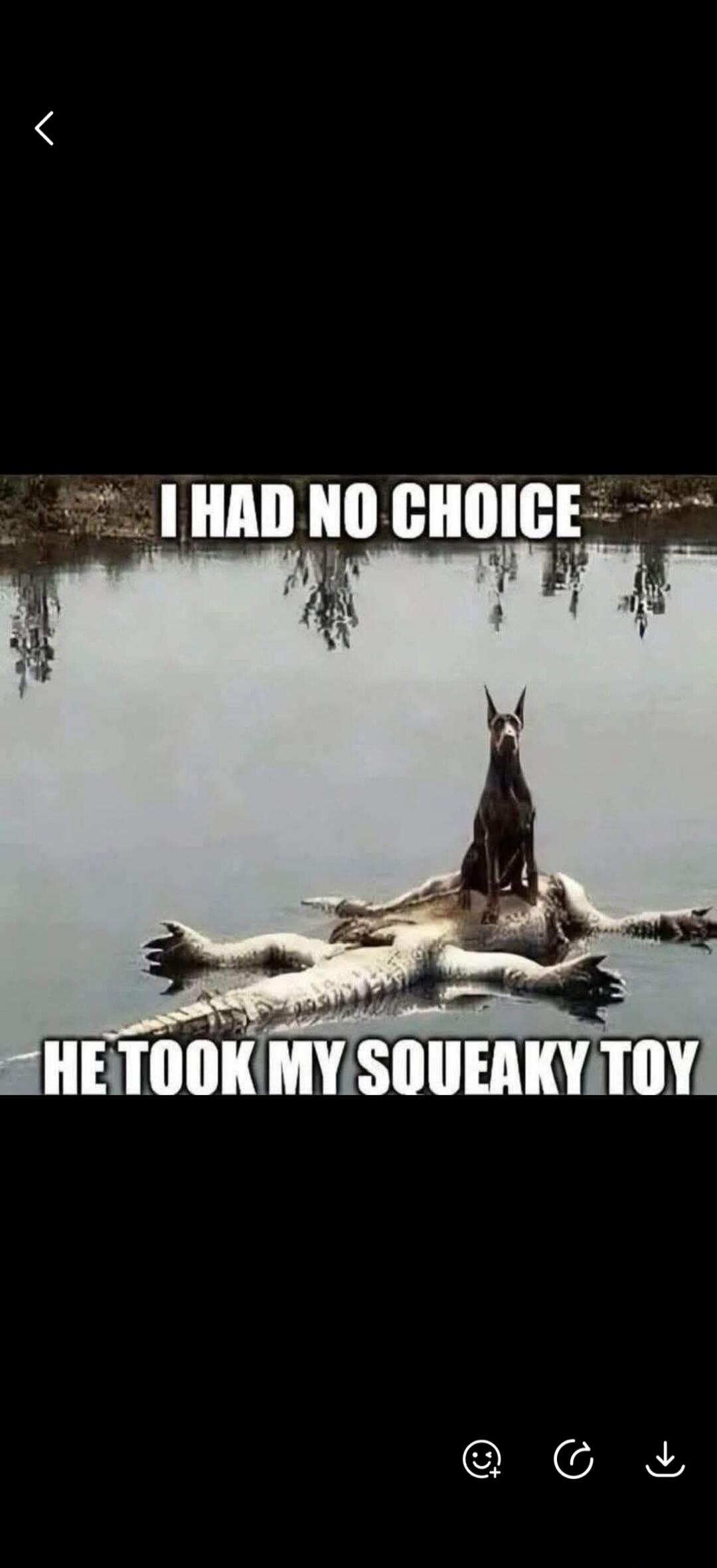 I HAD NO CHOICE HE TOOK MY SQUEAKY TOY