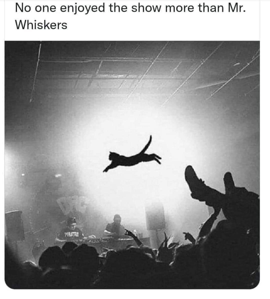 No one enjoyed the show more than Mr Whiskers