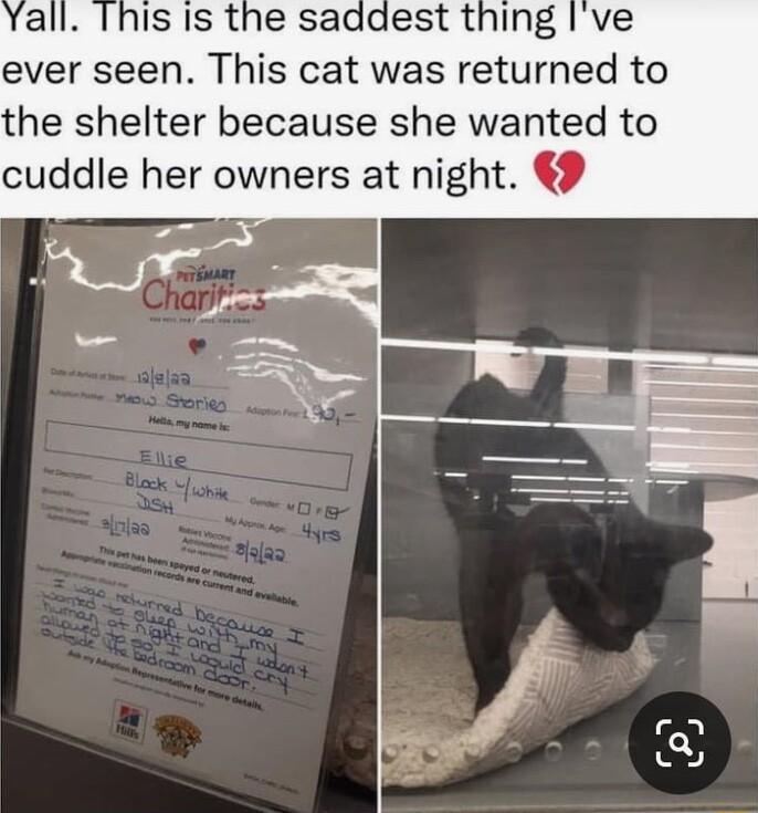 Ihis Is the saddest thing Ive ever seen This cat was returned to the shelter because she wanted to cuddle her owners at night 9