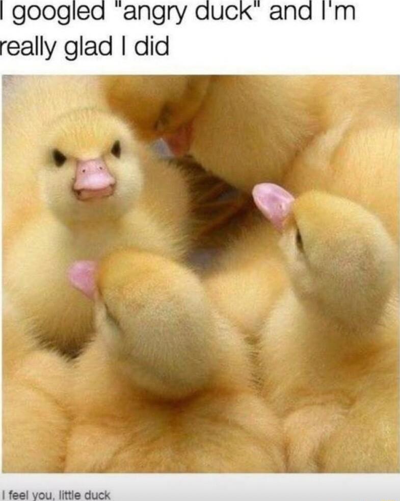 feel vou little duck