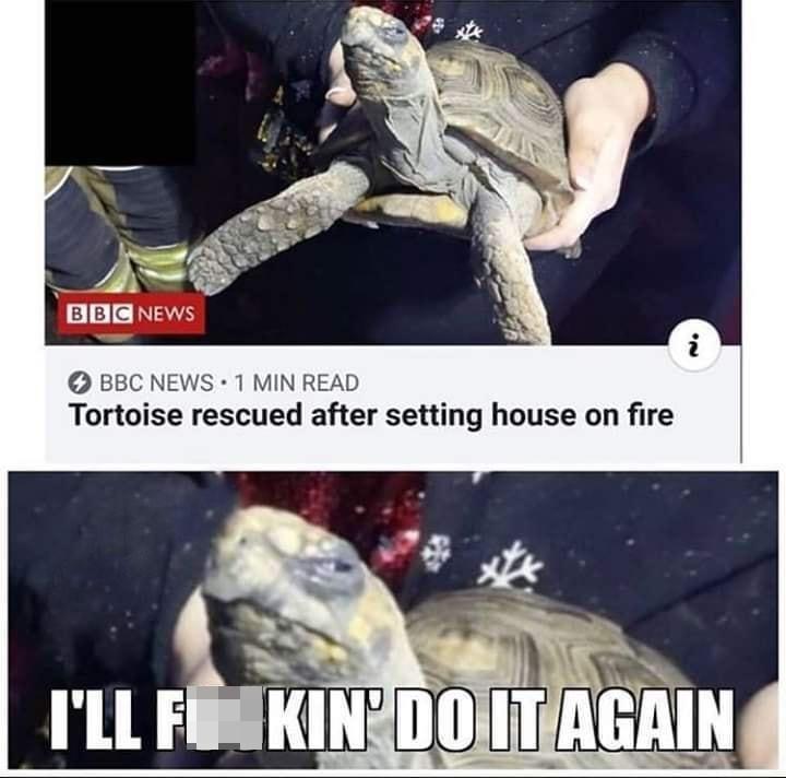 BBC NEWS 1 MIN READ Tortoise rescued after setting house on fire ILF