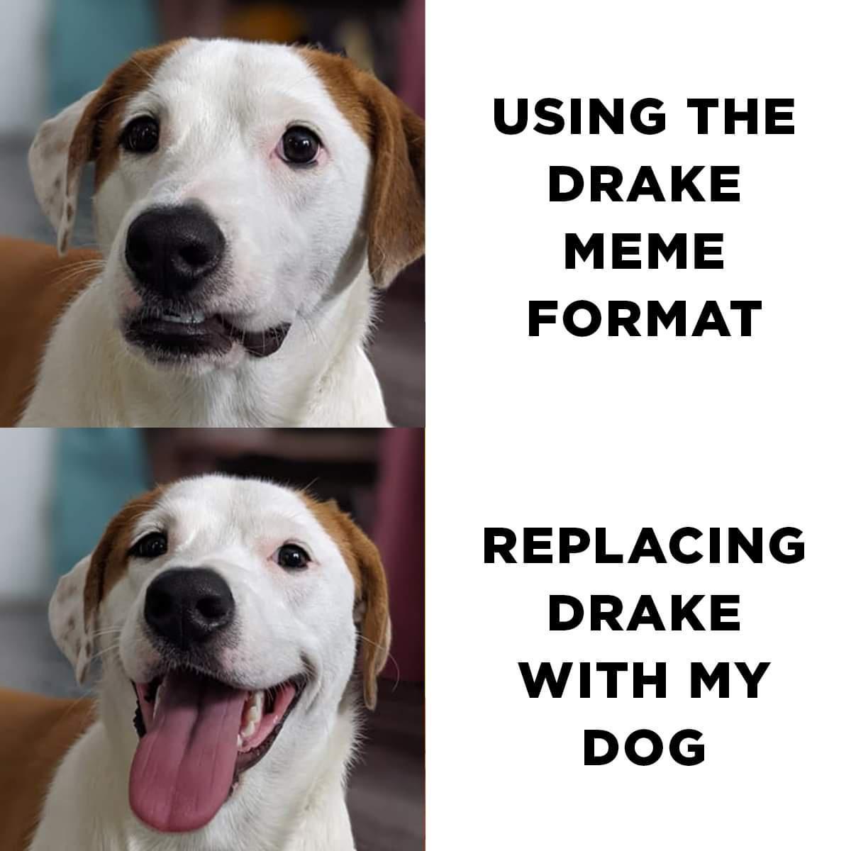 USING THE DRAKE MEME FORMAT REPLACING DRAKE WITH MY DOG