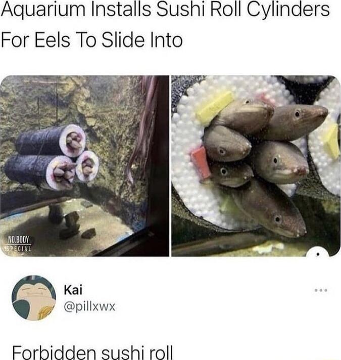 Aquarium Installs Sushi Roll Cylinders For Eels To Slide Into Kai y pillxwx Forbidden sushi roll