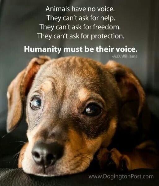 Animals have no voice. They can’t ask for help. They can’t ask for freedom. They can’t ask for protection. Humanity must be their voice. A.D. Williams
