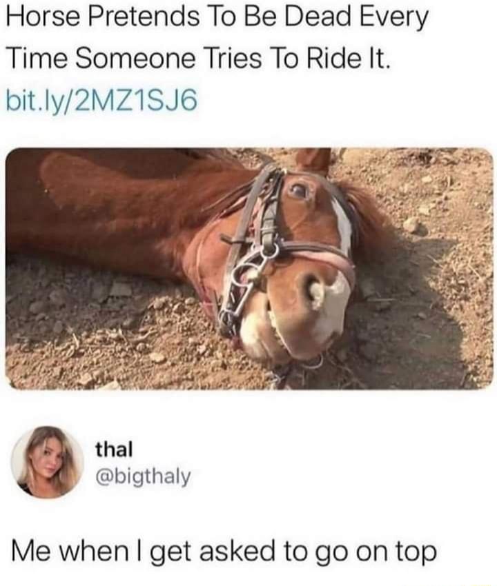 Horse Pretends To Be Dead Every Time Someone Tries To Ride It bitly2MZ1SJ6 thal bigthaly Me when get asked to go on top