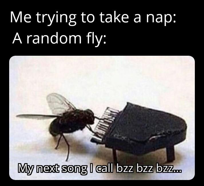 Me trying to take a nap A random fly My nes seng Elllorzdysdlorzz