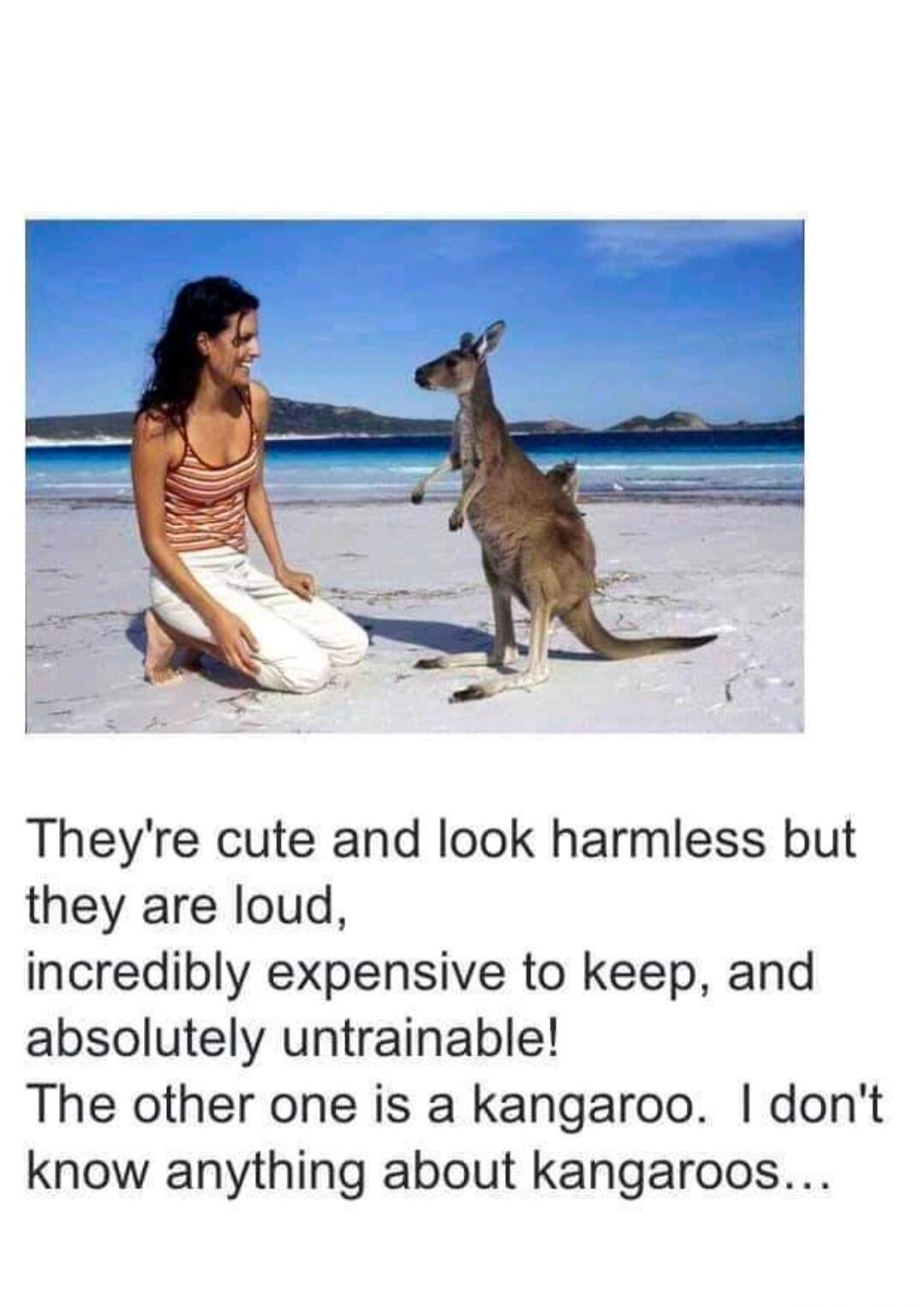 They're cute and look harmless but they are loud, incredibly expensive to keep, and absolutely untrainable! The other one is a kangaroo. I don't know anything about kangaroos...