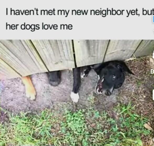 havent met my new neighbor yet but her dogs love me