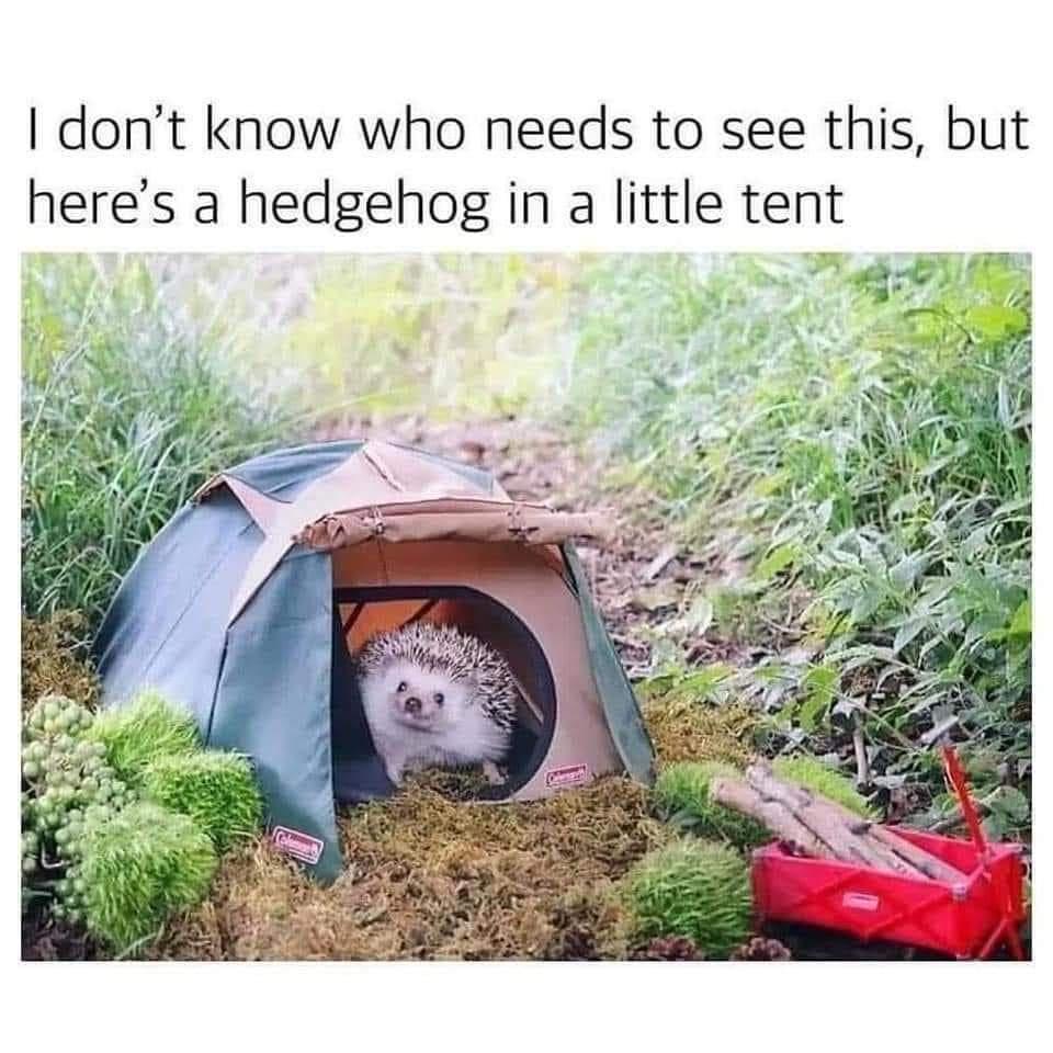 dont know who needs to see this but heres a hedgehog in a little tent