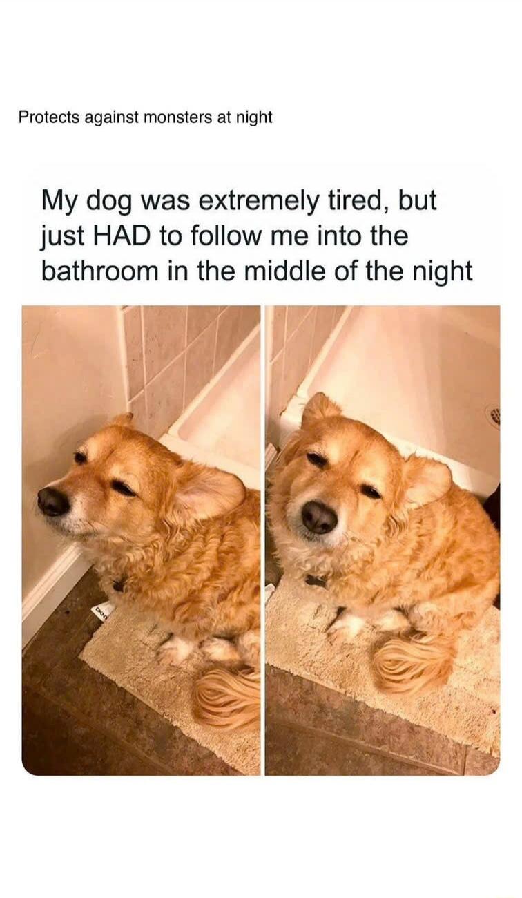 Protects against monsters at night My dog was extremely tired, but just HAD to follow me into the bathroom in the middle of the night