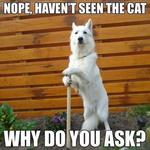 NOPEHAVENT SEENTHE CAT WHY DOYOUASK2