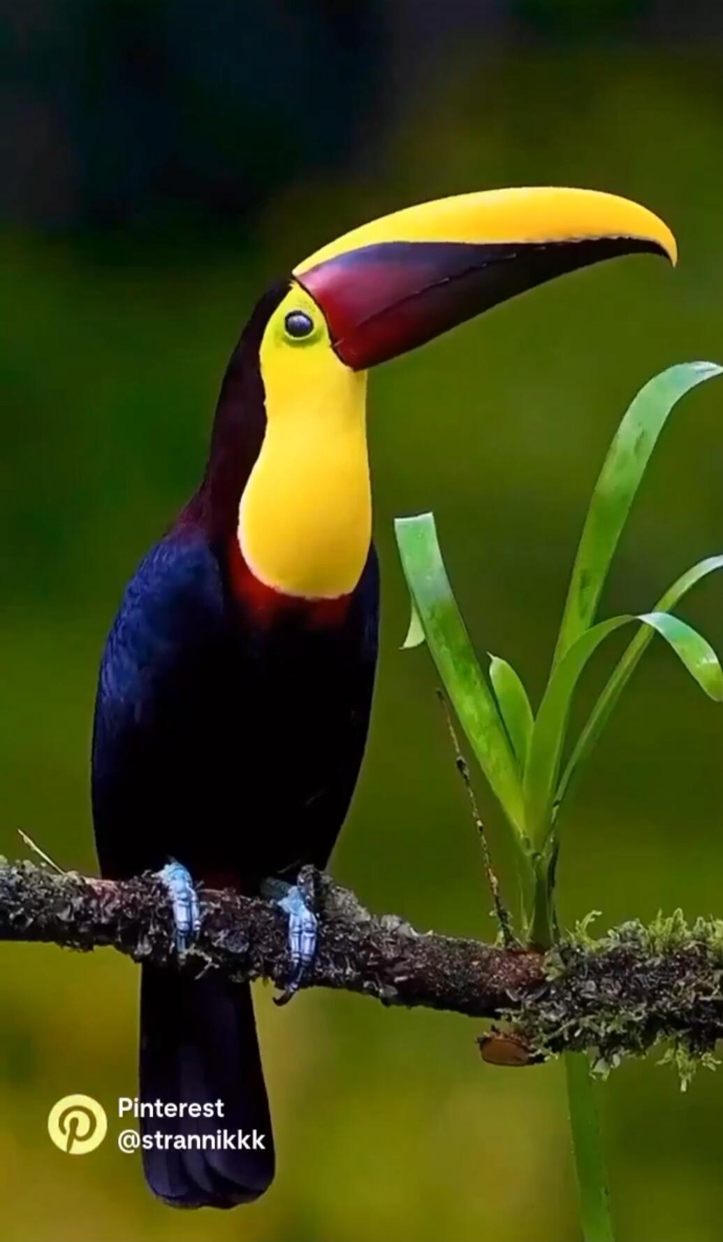 Pinterest @strannikkk