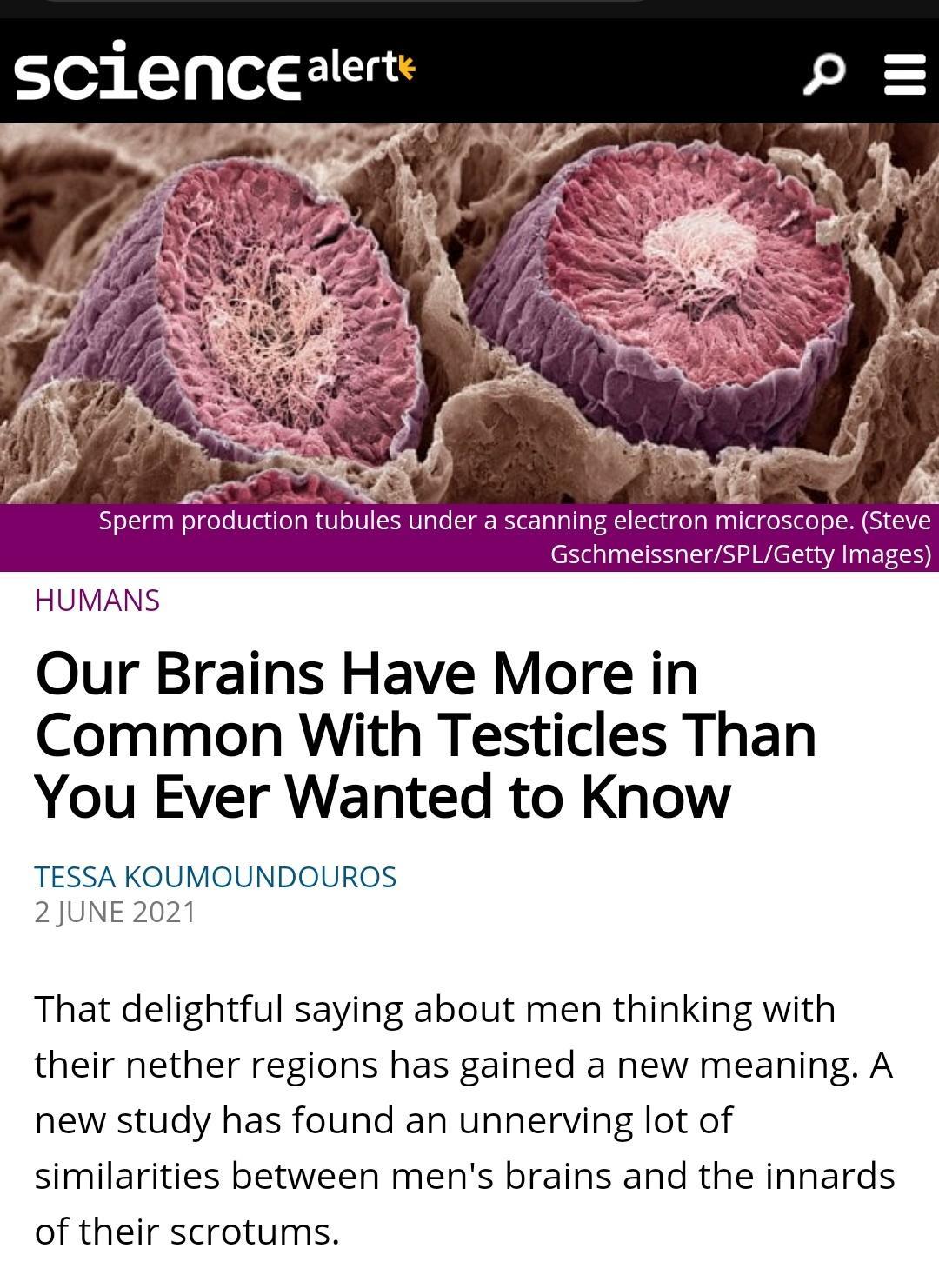 Hoalg o XUS B 4 Y R 3 faa 3 5 By o 3 w P Sperm prouction N Selalallpl A Claddoly microscpe SEYE GschmeissnerSPLGetty Images HUMANS Our Brains Have More in Common With Testicles Than You Ever Wanted to Know TESSA KOUMOUNDOUROS 2 JUNE 2021 That delightful saying about men thinking with their nether regions has gained a new meaning A new study has found an unnerving lot of similarities between mens b
