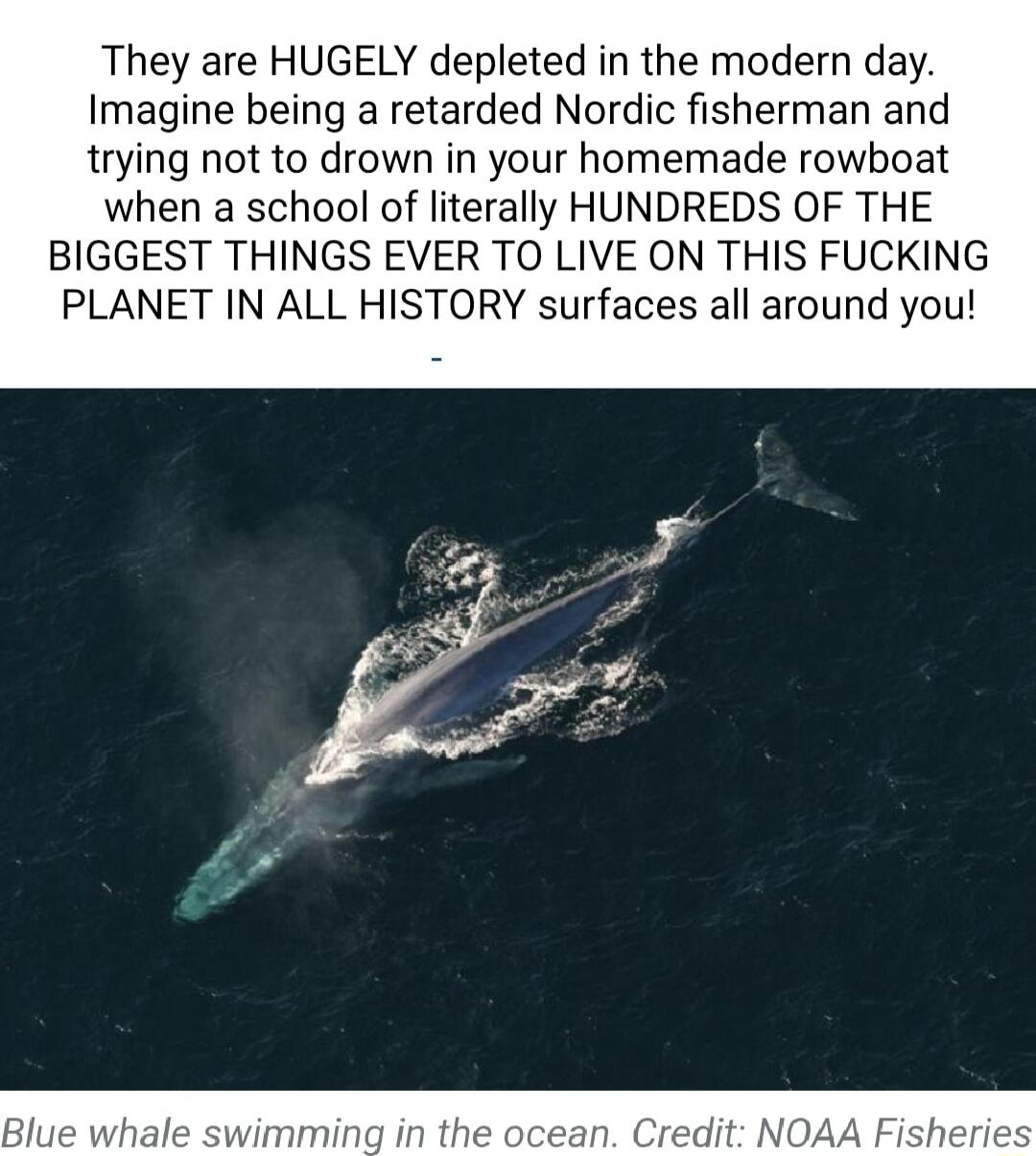 They are HUGELY depleted in the modern day Imagine being a retarded Nordic fisherman and trying not to drown in your homemade rowboat when a school of literally HUNDREDS OF THE BIGGEST THINGS EVER TO LIVE ON THIS FUCKING PLANET IN ALL HISTORY surfaces all around you