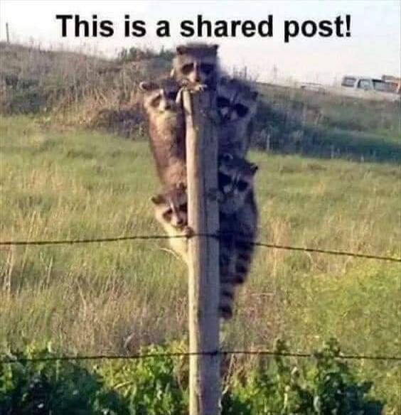 This is a shared post!