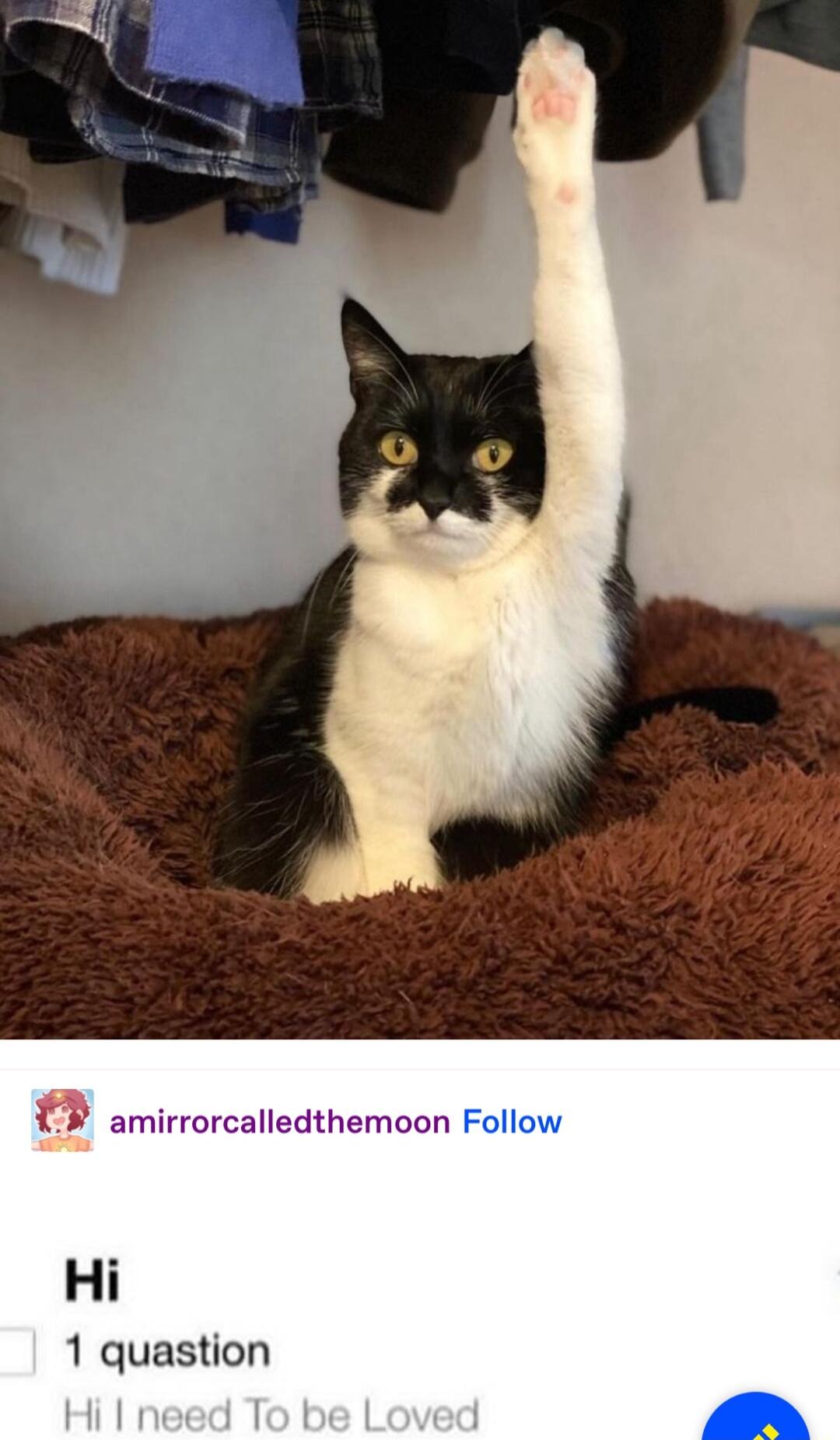 amirrorcalledthemoon Hi 1 quastion
