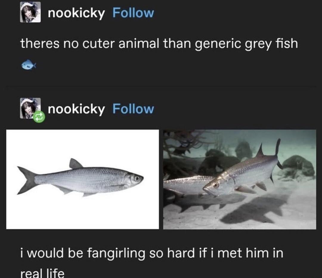 m nookicky Follow theres no cuter animal than generic grey fish mnookicky Follow i would be fangirling so hard if i met him in real life