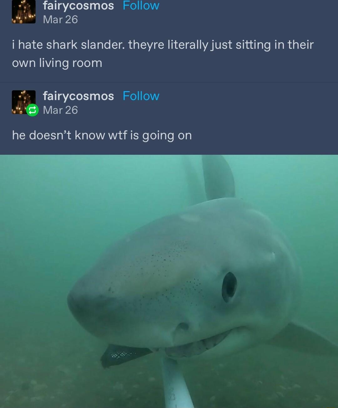 fairycosmos Follow 5 Mar 26 i hate shark slander theyre literally just sitting in their own living room 4 fairycosmos Fo Mar 26 he doesnt know wtf is going on