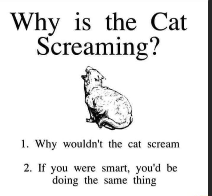Why is the Cat Screaming 1 Why wouldnt the cat scream 2 If you were smart youd be doing the same thing