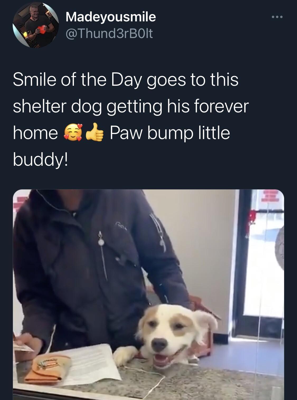Madeyousmile Thund3rBOlt Smile of the Day goes to this shelter dog getting his forever home s Paw bump little buddy