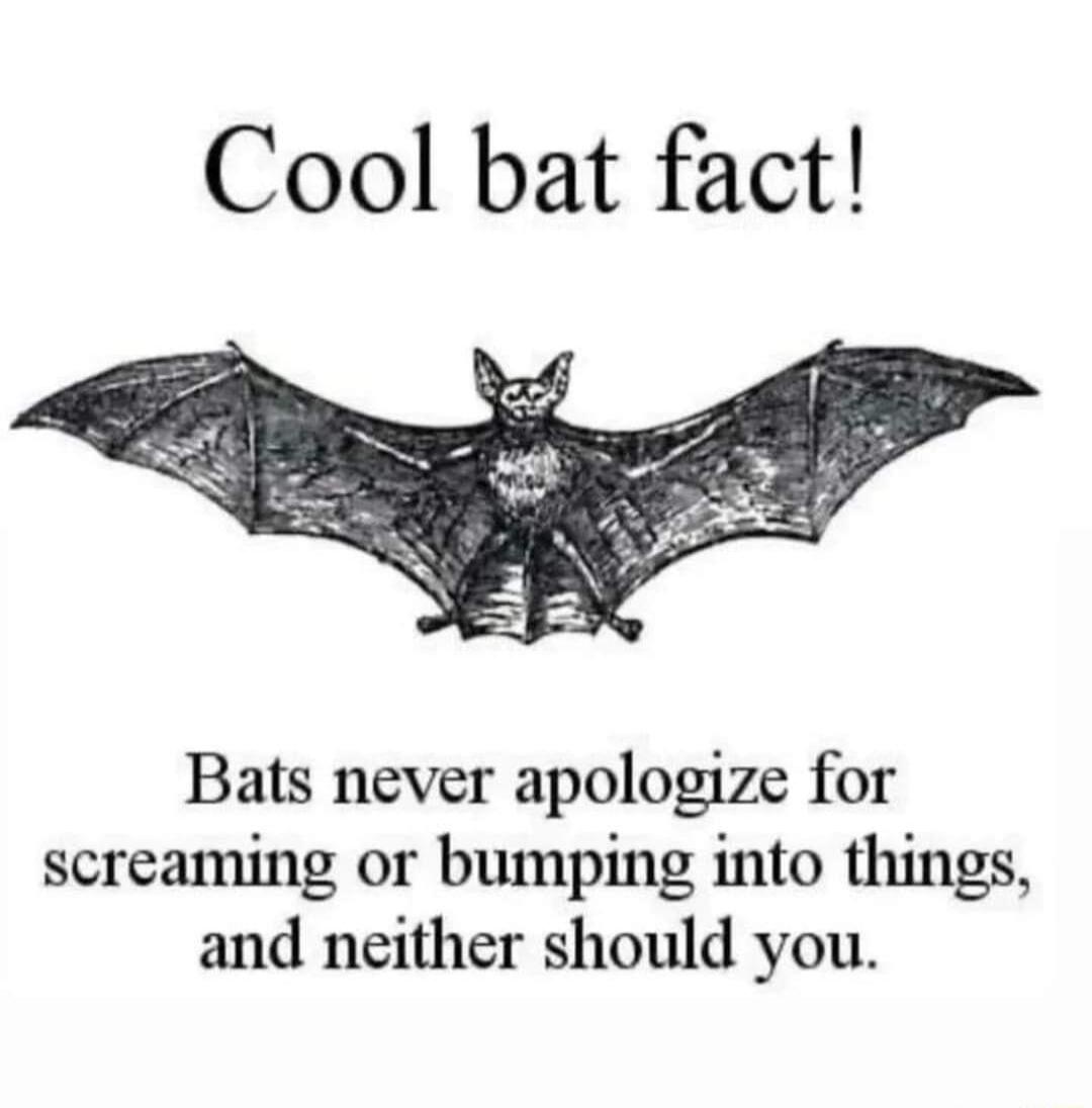 Cool bat fact Bats never apologize for screaming or bumping into things and neither should you