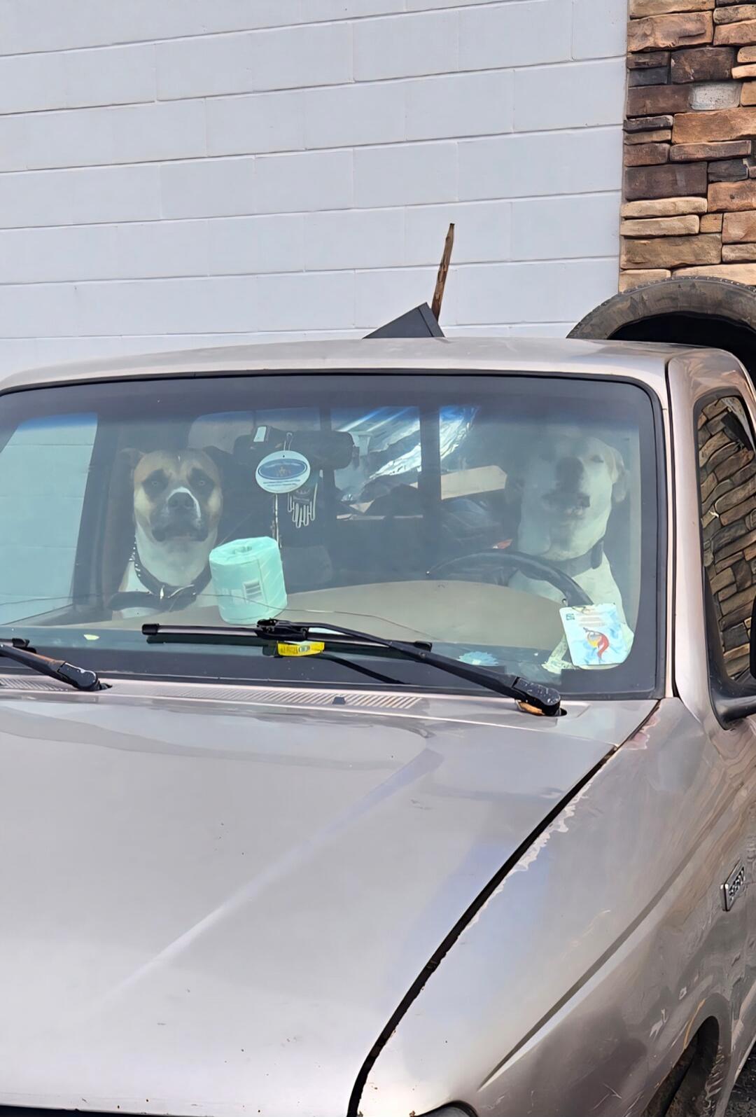 Two dogs sitting in the front seat of a parked pickup truck.