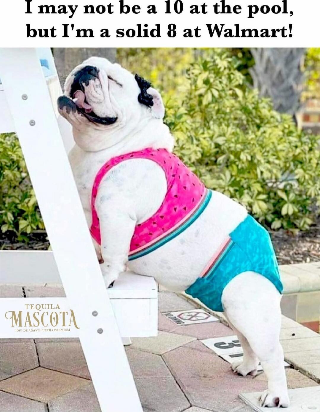 I may not be a 10 at the pool, but I'm a solid 8 at Walmart! Tequila Mascota