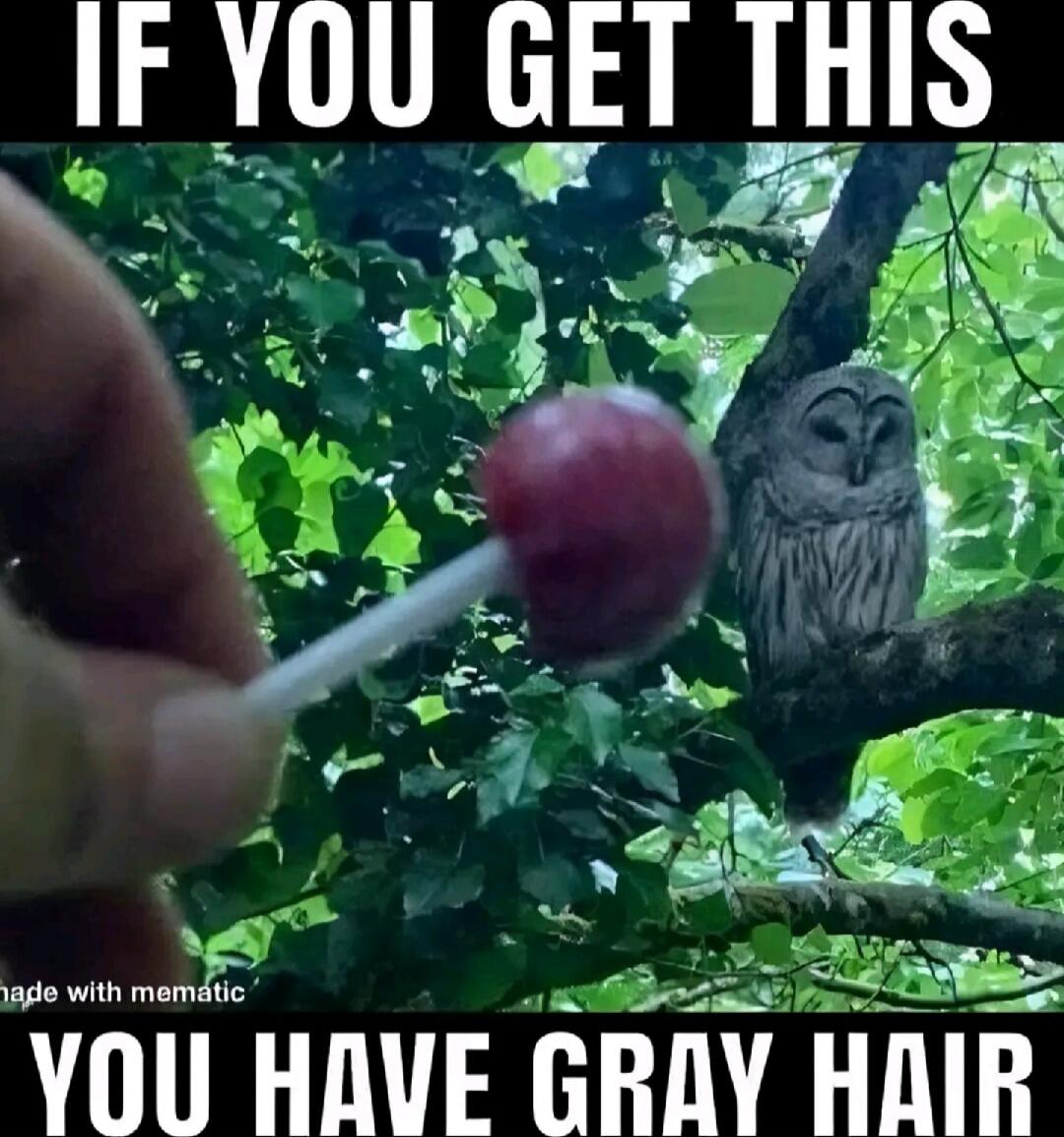IF YOU GET THIS YOU HAVE GRAY HAIR made with mematic