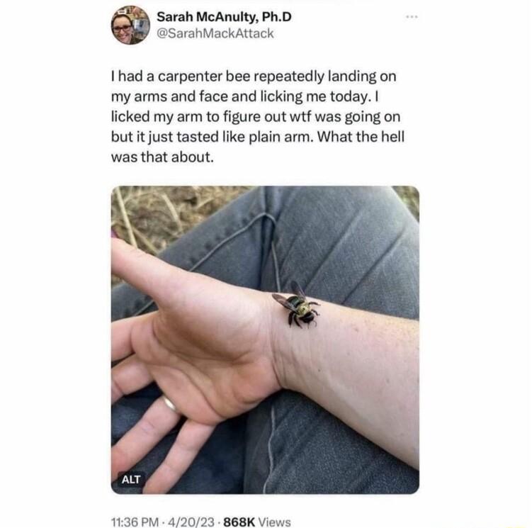 Sarah McAnuity PhD SarahMackattack 1had a carpenter bee repeatedly landing on my arms and face and licking me today licked my arm to figure out wtf was going on butit just tasted like plain arm What the hell was that about s Al SR AL A0 B e