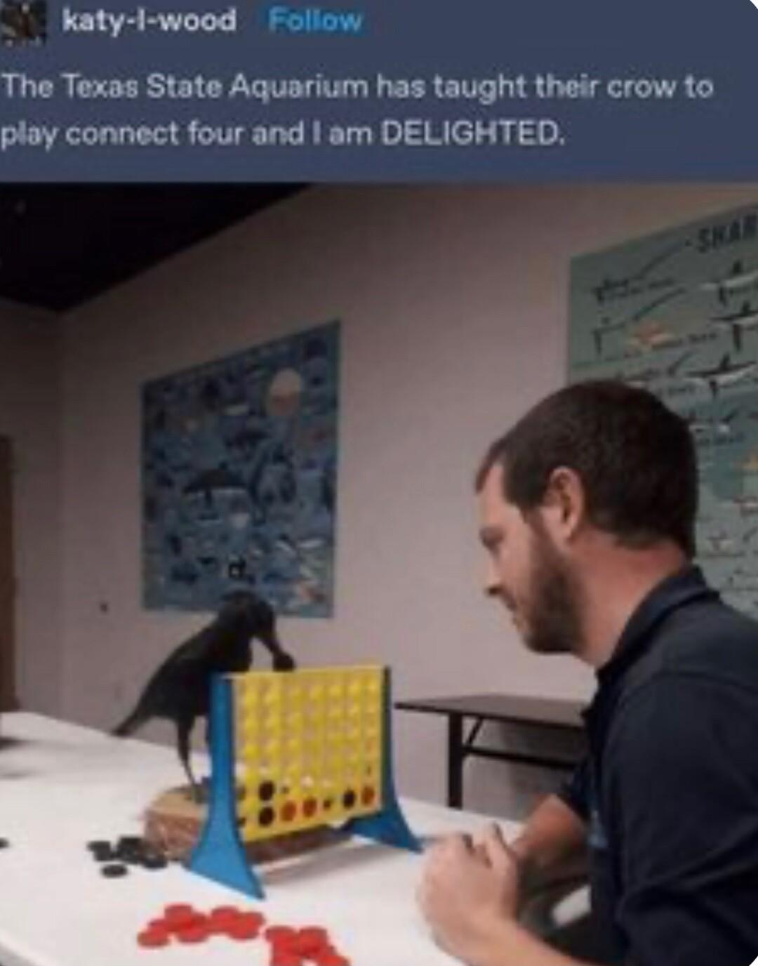 katy l wood Follow The Texas State Aquarium has taught their crow to play connect four and am DELIGHTED