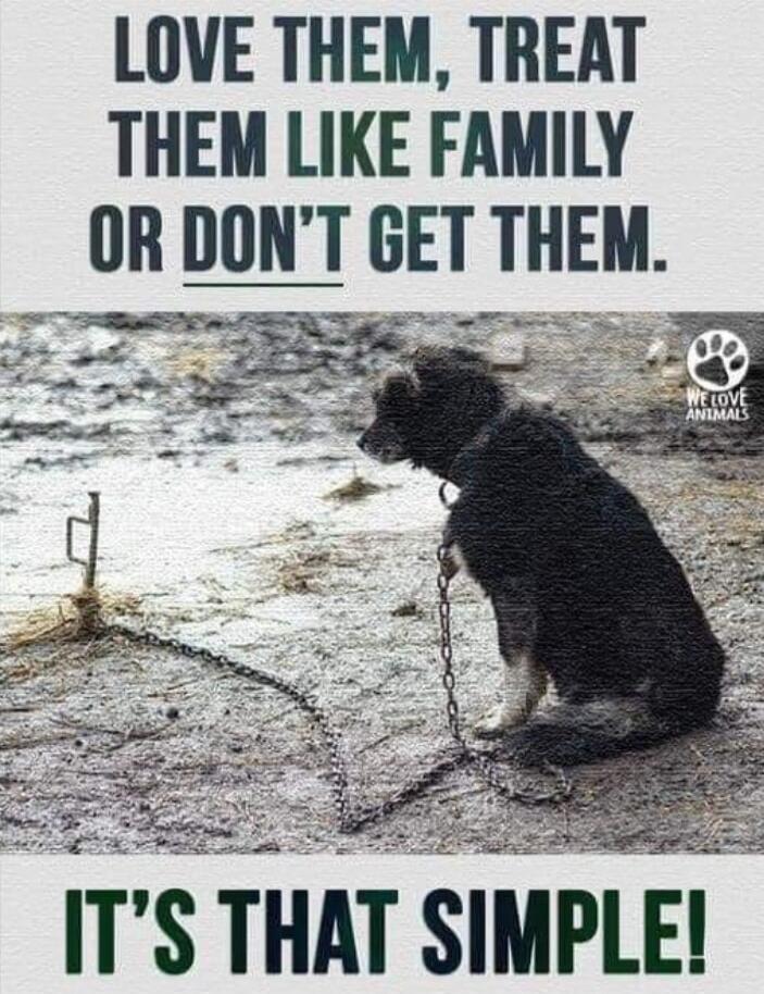 LOVE THEM, TREAT THEM LIKE FAMILY OR DON'T GET THEM. IT'S THAT SIMPLE! WE LOVE ANIMALS