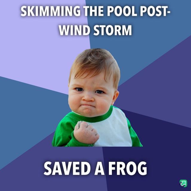 HE POOL POST STORM I SAVED A FROG